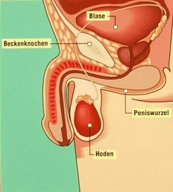ingrandimento del pene in chirurgia tedesca